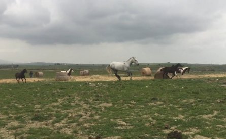 Videoclip, Aquila nera promo poster