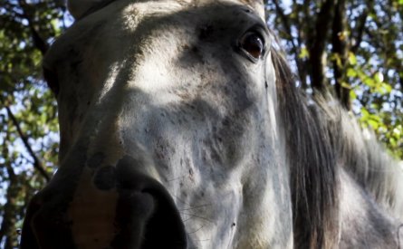 Videoclip, Aquila nera short poster