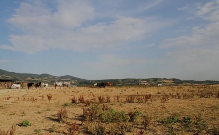 Videoclip, Aquila nera corporate poster